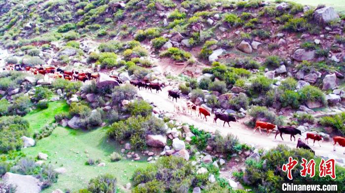 由于轉(zhuǎn)場(chǎng)的牧道時(shí)常會(huì)經(jīng)過(guò)一些高山崖壁，為了防止牲畜墜崖或者跌倒，牧民們緊隨畜群，時(shí)刻引導(dǎo)著牲畜?！?龔其克加甫 攝