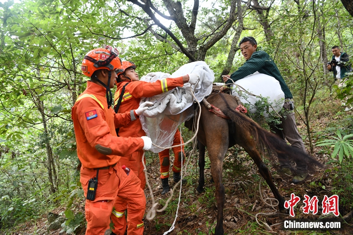 村民趕著騾子前來接應。張浪 攝