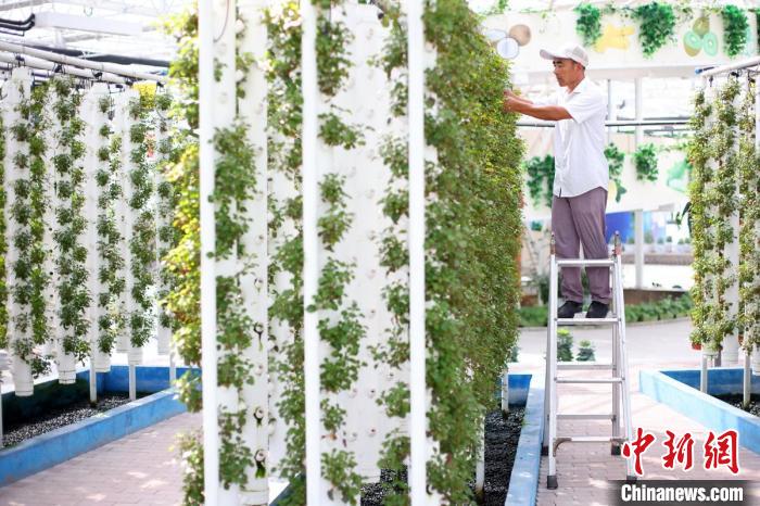 氣霧栽培是是一種無土栽培技術(shù)?！°蟛?攝