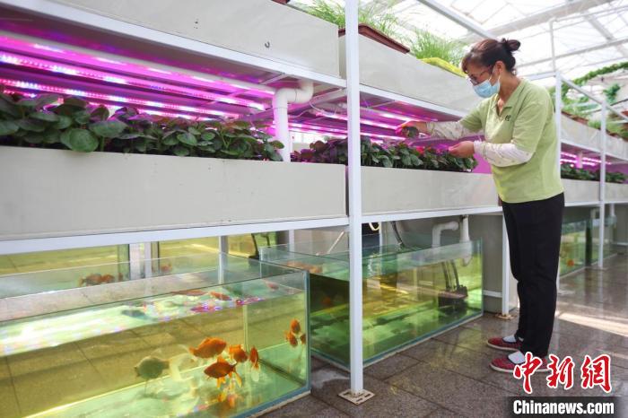 魚菜共生是一種新型的復合耕作體系，實現(xiàn)養(yǎng)魚不換水而無水質(zhì)憂患，種菜不施肥而正常生長的生態(tài)共生效應?！°蟛?攝