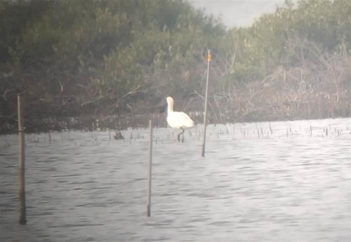 臺(tái)江巡查員在中秋節(jié)捕捉第一只抵臺(tái)的黑面琵鷺身影。圖片來(lái)源：臺(tái)灣“中時(shí)新聞網(wǎng)”(臺(tái)江國(guó)家公園管理處提供)