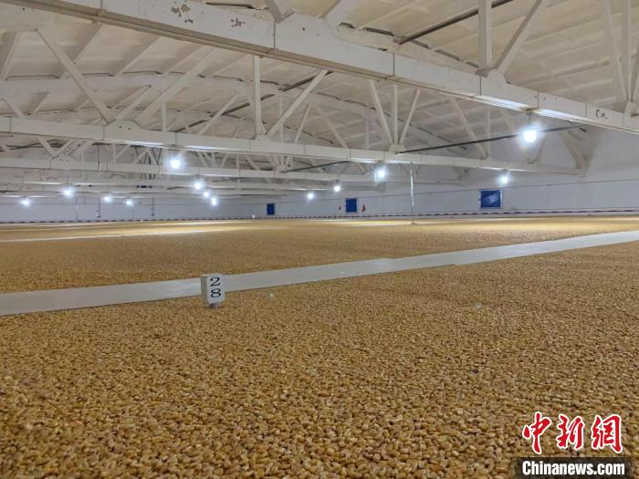 倉內(nèi)清涼干爽、遍地金黃，上千平方米的糧食盡收眼底?！⊥趸萘?攝