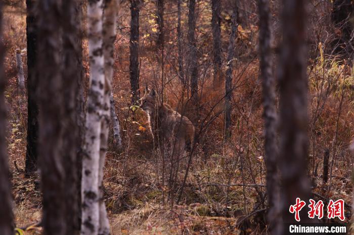 圖為野生猞猁悠悠地走進(jìn)叢林里?！⊥踵嵷?攝