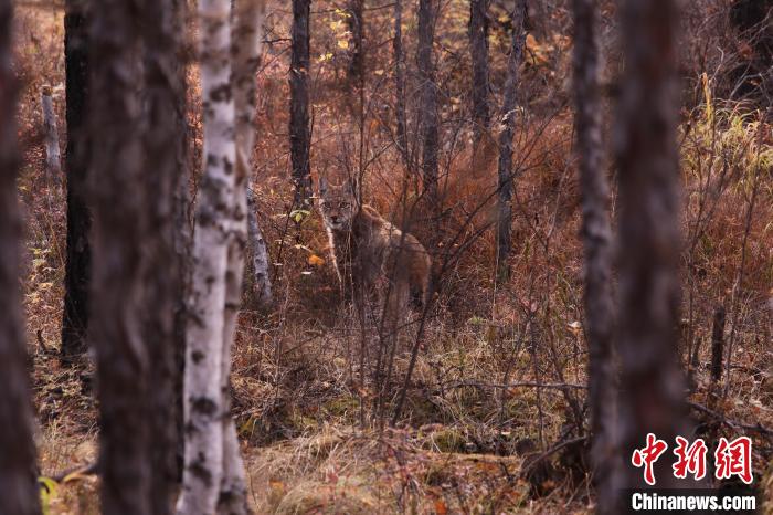 圖為野生猞猁與王鄭胤進(jìn)行“眼神交流”?！⊥踵嵷?攝