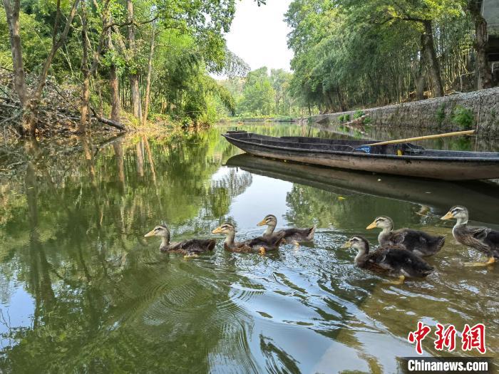 豪洛溪龍池段岸綠水清。　譚雅麗 攝