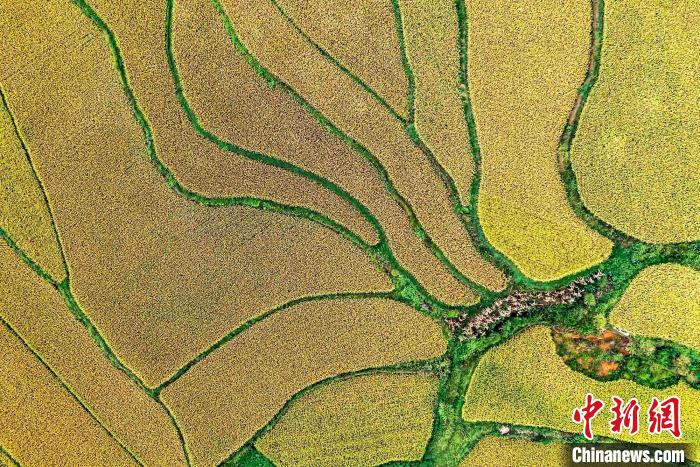 9月16日，航拍貴州省黔西市林泉鎮(zhèn)合心村稻田。