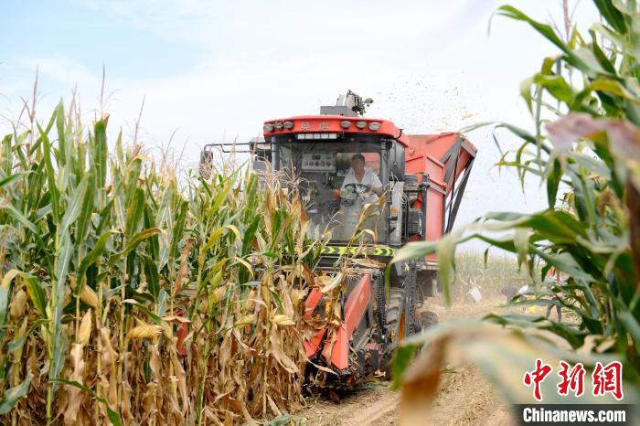 莖穗兼收玉米收割機(jī)正在作業(yè)。　崔賢飛 攝