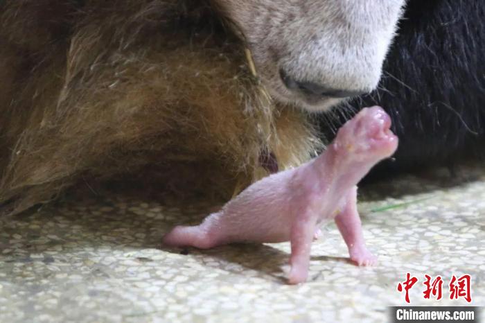 秦嶺大熊貓“安安”誕下幼仔?！∏貛X大熊貓研究中心供圖