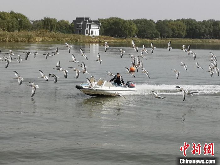 鴻雁貼著湖面飛行?！∩虼毫?攝