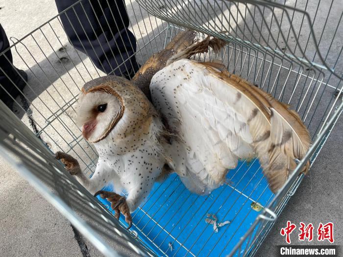 圖為受到救助的猴面鷹?！〉潞赀吘彻芾碇ш?duì)供圖