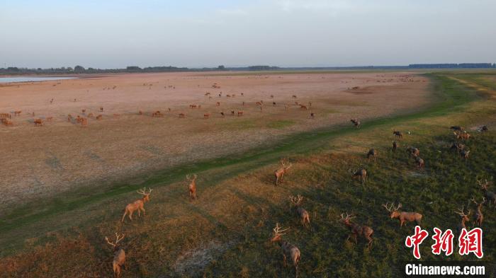 持續(xù)干旱致石首麋鹿國家級(jí)自然保護(hù)區(qū)河床裸露?！∈作缏箛壹?jí)自然保護(hù)區(qū)管理處供圖