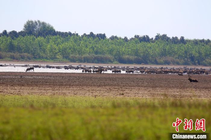 石首麋鹿國家級(jí)自然保護(hù)區(qū)內(nèi)的泥濘區(qū)。(資料圖) 石首麋鹿國家級(jí)自然保護(hù)區(qū)管理處供圖