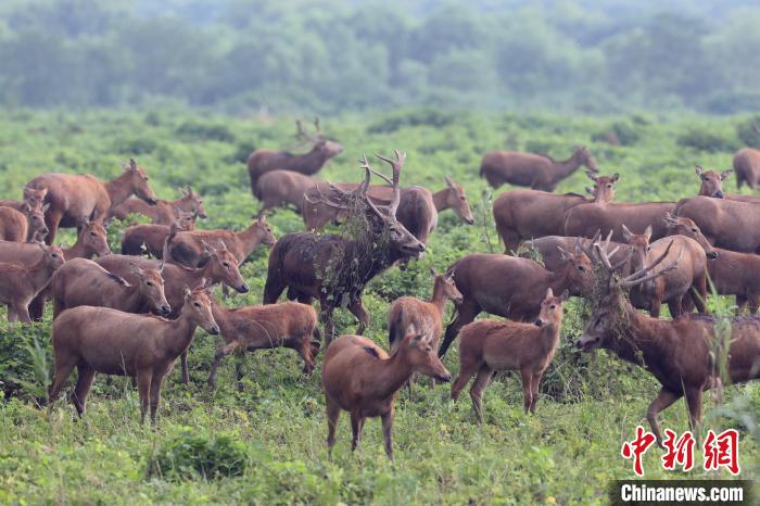 石首麋鹿國家級(jí)自然保護(hù)區(qū)內(nèi)生活著目前世界最大的麋鹿野生種群。(資料圖) 石首麋鹿國家級(jí)自然保護(hù)區(qū)管理處供圖