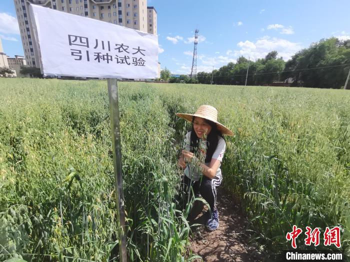 川農(nóng)大進(jìn)行引種試驗(yàn)?！∷拇ㄞr(nóng)業(yè)大學(xué)供圖