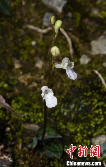 雅江舌喙蘭?！『馊f 攝