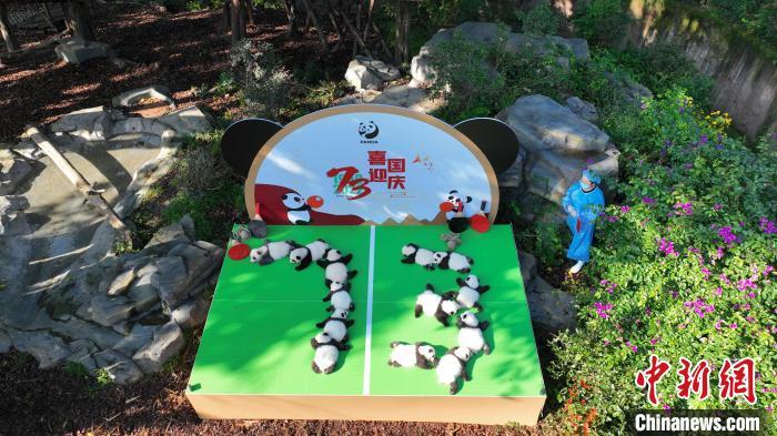 成都大熊貓繁育研究基地13只“2022級”新生大熊貓首次集體亮相。　成都大熊貓繁育研究基地供圖