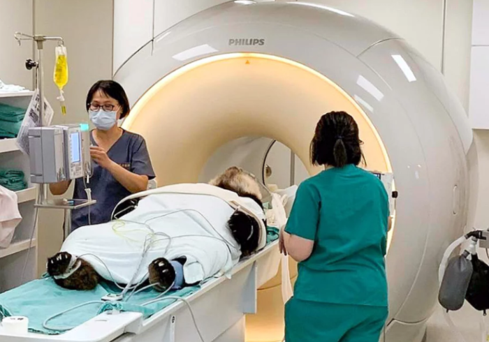 贈臺大熊貓“團團”出現(xiàn)疑似癲癇癥狀，到臺大附設(shè)動物醫(yī)院進行MRI檢查。圖／臺北市動物園提供.png