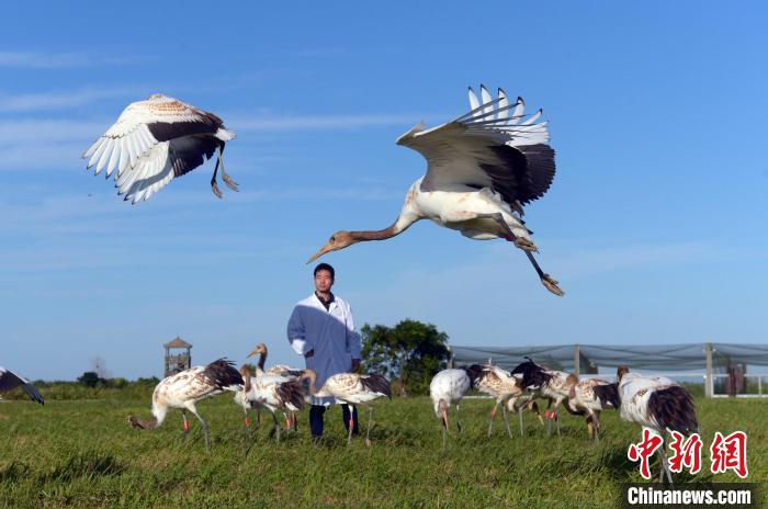 幼鶴練習(xí)飛翔?！☆欎h明 攝