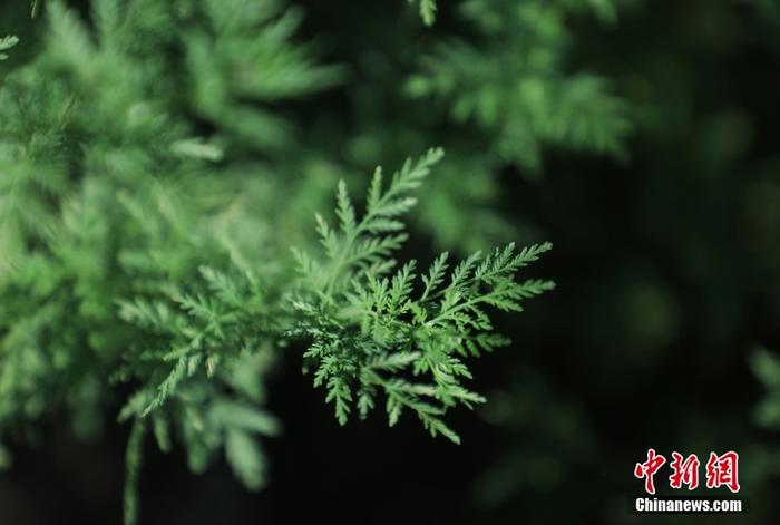 圖為9月7日，酉陽縣青蒿新品種培育基地里，大片青蒿蓬勃生長。 <a target='_blank' href='/'>中新社</a>記者 周毅 攝