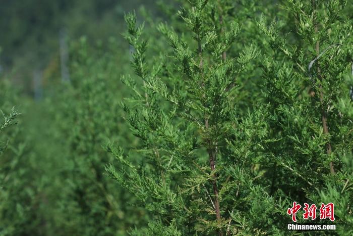重慶酉陽縣地處武陵山區(qū)腹地，十分適合青蒿生長，出產(chǎn)青蒿草占全球產(chǎn)量八成，被譽為“世界青蒿之都”。目前，重慶酉陽青蒿主要栽培品種中的青蒿素含量普遍在15.0‰左右，最高達25.0‰，為世界之最。截至2022年，青蒿產(chǎn)業(yè)遍布酉陽全縣15個鄉(xiāng)鎮(zhèn)57個村，涉及企業(yè)26家，種植戶9600多戶，種植面積達6.8萬畝，實現(xiàn)青蒿草年產(chǎn)量9000余噸。圖為9月7日，酉陽縣青蒿新品種培育基地里，大片青蒿蓬勃生長。 <a target='_blank' href='/'>中新社</a>記者 周毅 攝