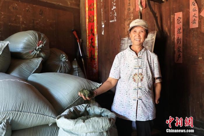 圖為9月6日，青蒿種植戶冉茂珍展示曬干并碾碎后的青蒿草。 <a target='_blank' href='/'>中新社</a>記者 周毅 攝