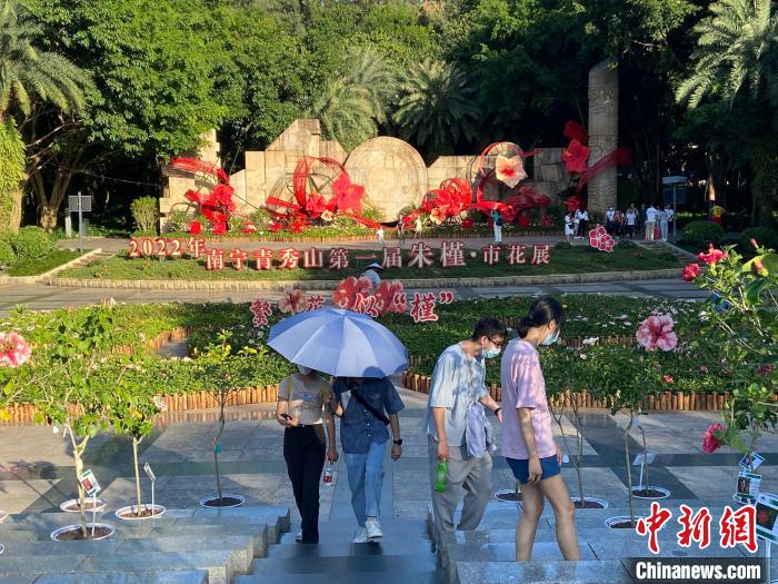 圖為游客參觀南寧青秀山朱槿·市花展?！×譂嶇?攝