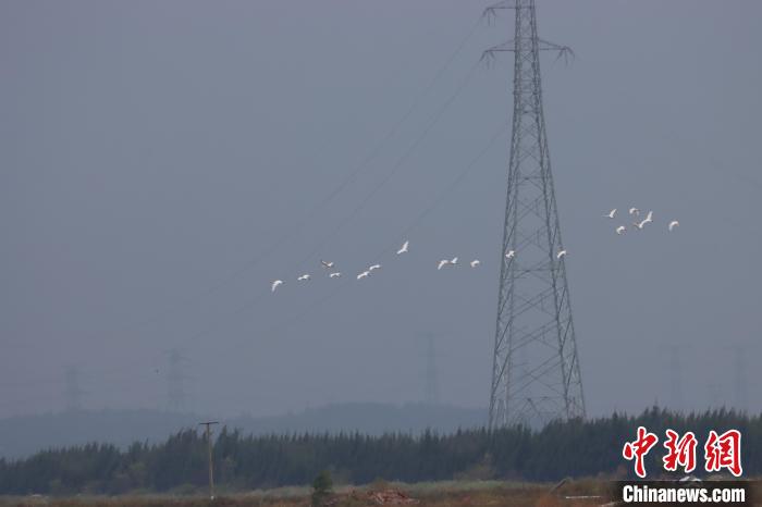 這是福建省觀鳥協(xié)會(huì)開展福建沿海水鳥調(diào)查18年來，這一全球?yàn)l危珍稀鳥類在秋冬季最早飛臨興化灣的記錄?！「＝ㄓ^鳥協(xié)會(huì)會(huì)員阿曾供圖