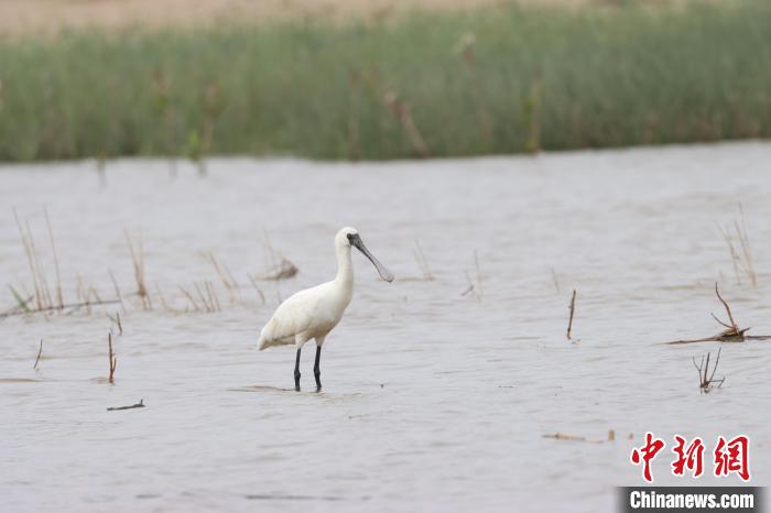 在福建觀測(cè)到的黑臉琵鷺。資料圖?！「＝ㄓ^鳥協(xié)會(huì)會(huì)員阿曾供圖