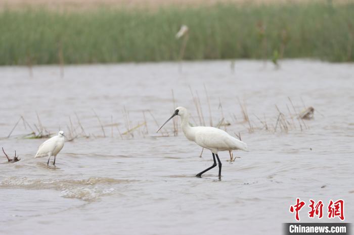 在福建觀測(cè)到的黑臉琵鷺。資料圖?！「＝ㄓ^鳥協(xié)會(huì)會(huì)員阿曾供圖