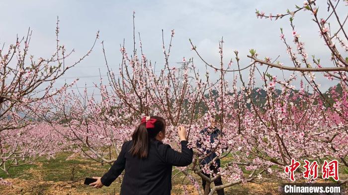 新村村千畝桃園?！√镞B崗 攝