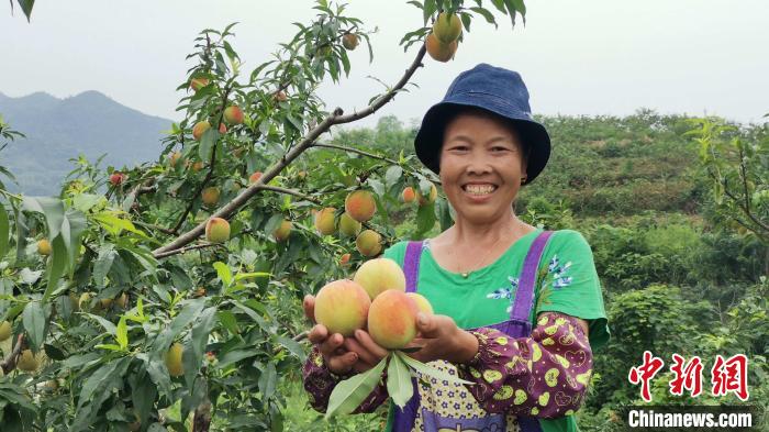 新晃新村村“黃金果”鼓起了民眾錢袋子?！√镞B崗 攝