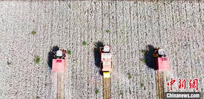 新疆阿克蘇市大型采棉機(jī)在棉海里來(lái)回穿梭，經(jīng)過(guò)一番“吞云吐霧”，“生產(chǎn)”出成型的棉包。　劉兵兵 攝