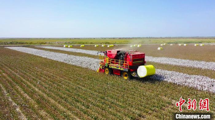 尉犁縣興平鎮(zhèn)統(tǒng)其克村的高標(biāo)準(zhǔn)棉田里機(jī)聲隆隆，大型國(guó)產(chǎn)采棉機(jī)在棉田里來(lái)回穿梭，完成采摘、壓縮、打包?！⊥糁均i 攝