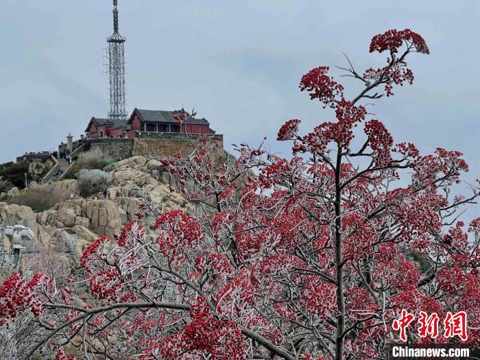 10月4日，泰山之巔現(xiàn)霧凇奇觀，冰雕玉砌、晶瑩閃爍的霧凇綴滿枝頭，一樹樹、一叢叢，甚是好看。　雷杰 攝