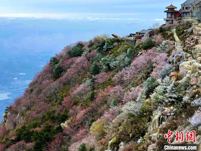 10月4日，泰山之巔現(xiàn)霧凇奇觀，冰雕玉砌、晶瑩閃爍的霧凇綴滿枝頭，一樹樹、一叢叢，甚是好看。　雷杰 攝