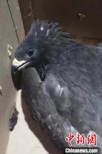 圖為被救助的鳳頭蜂鷹。　青海湖國(guó)家級(jí)自然保護(hù)區(qū)管理局供圖
