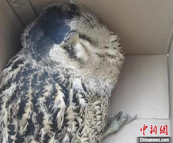 圖為被救助的大麻鳽。　青海湖國(guó)家級(jí)自然保護(hù)區(qū)管理局供圖