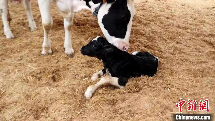 浙江省首例遺傳改良“胚胎?！闭Q生