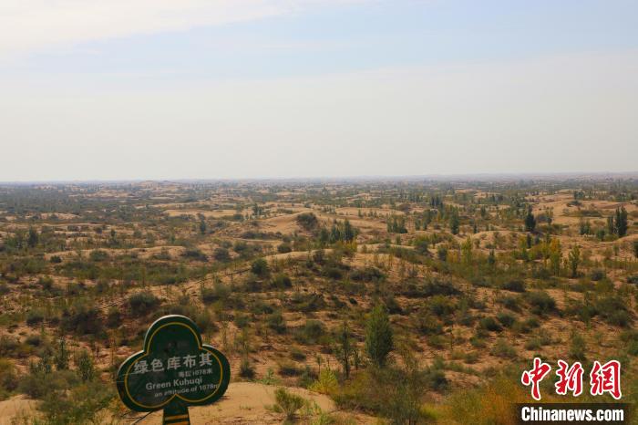 圖為滿眼綠色的庫布其沙漠。　張林虎 攝