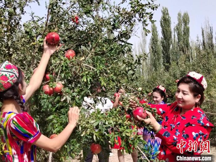 10月以來(lái)，策勒縣康喀勒村石榴成熟，村民在田園里采摘?！“浇ひ敛防聊?攝