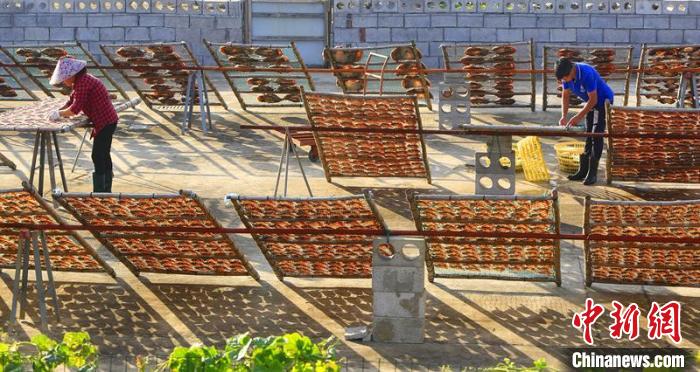 漁嫂曬制魚(yú)鲞現(xiàn)場(chǎng)?！≈x定會(huì) 攝