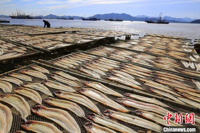 曬制的魚(yú)鲞。　謝定會(huì) 攝