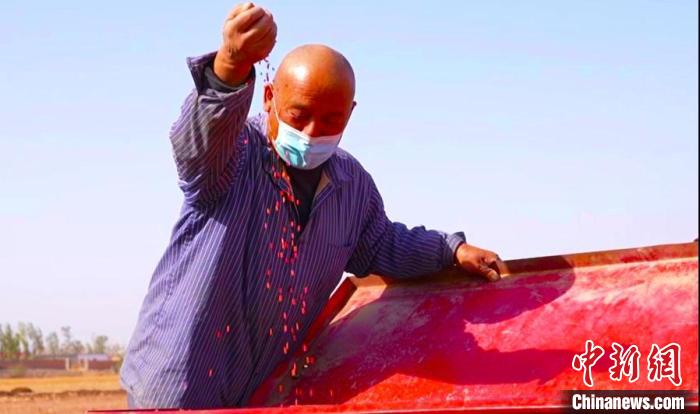 新疆昌吉市二六工鎮(zhèn)紅星村種植戶馬文學(xué)察看播種的種子?！●T國峰 攝