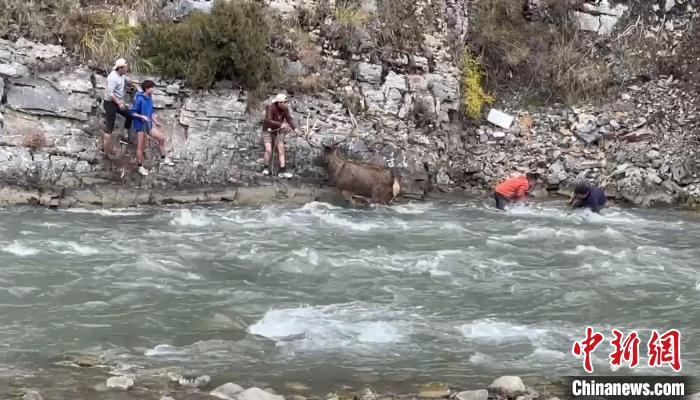 青海稱多：警民聯(lián)手救治國(guó)家一級(jí)保護(hù)動(dòng)物白唇鹿