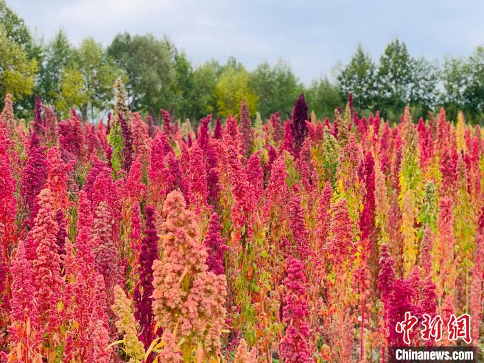 圖為柴達木盆地五彩藜麥?！O睿 攝