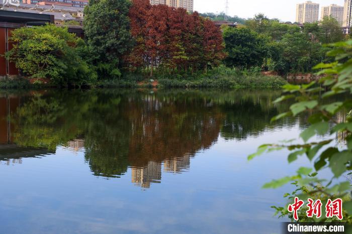 重慶兩江新區(qū)的肖家溝水庫是嘉陵江水系跳墩河的源頭，如今已打造成魚翔淺底的生態(tài)之湖?！×簹J卿 攝