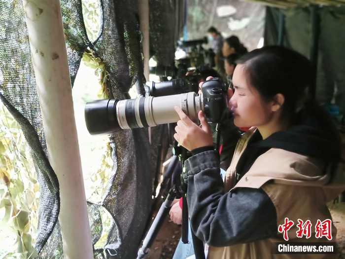 鳥友們正在弄崗觀鳥點拍鳥。農(nóng)林 攝