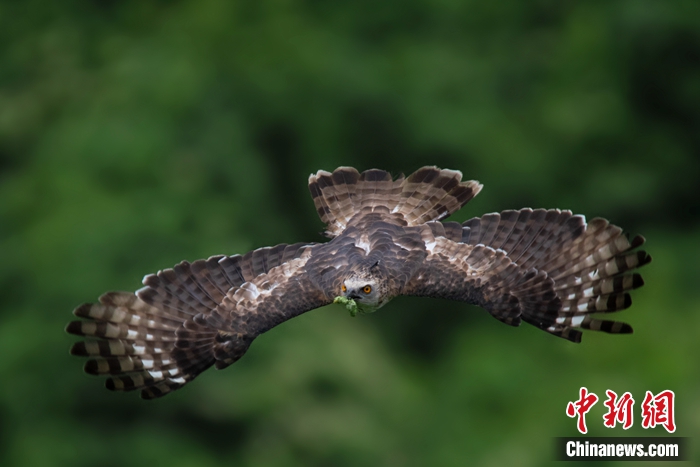 褐冠鵑隼。秦勇 攝