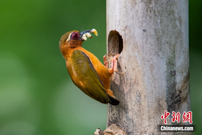 白眉棕啄木鳥。秦勇 攝