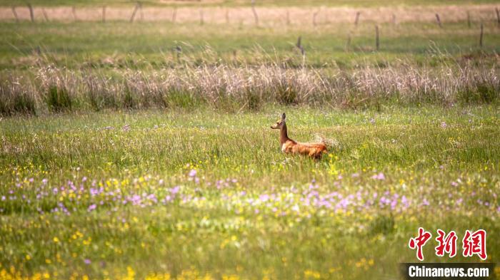 十年巨變，渾善達(dá)克沙地腹地交出治理成績(jī)單